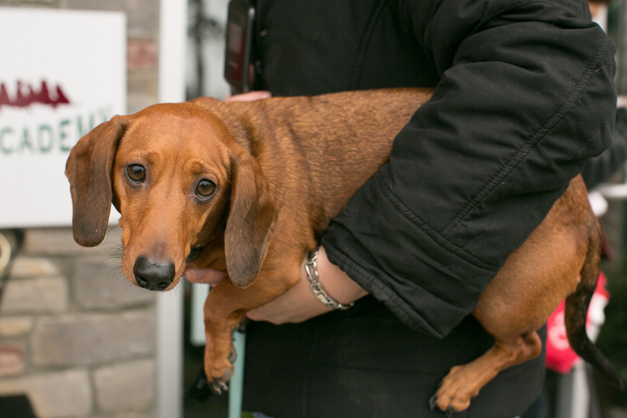 CanineAcademyDec2015-12.jpg
