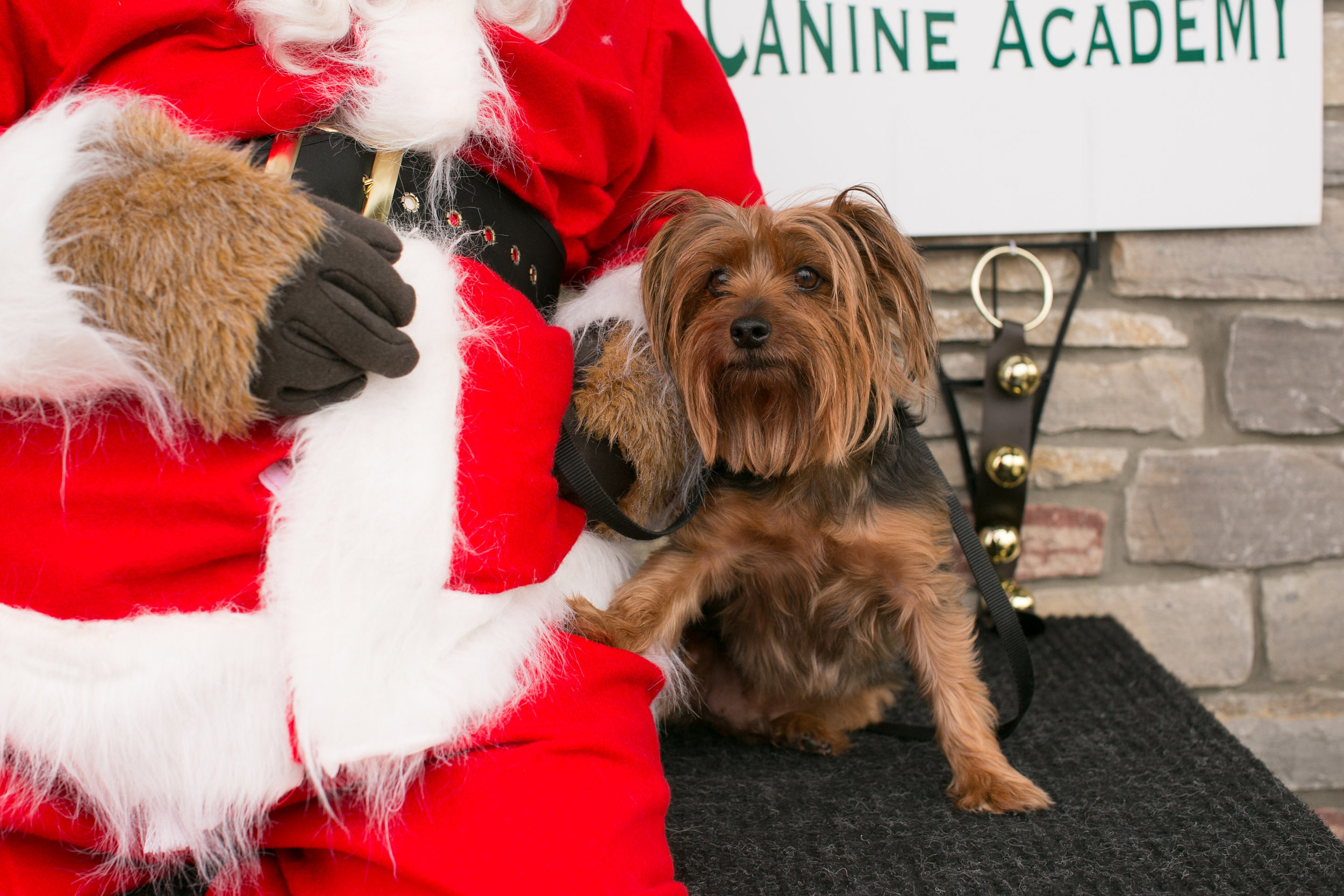 CanineAcademyDec2015-26.jpg