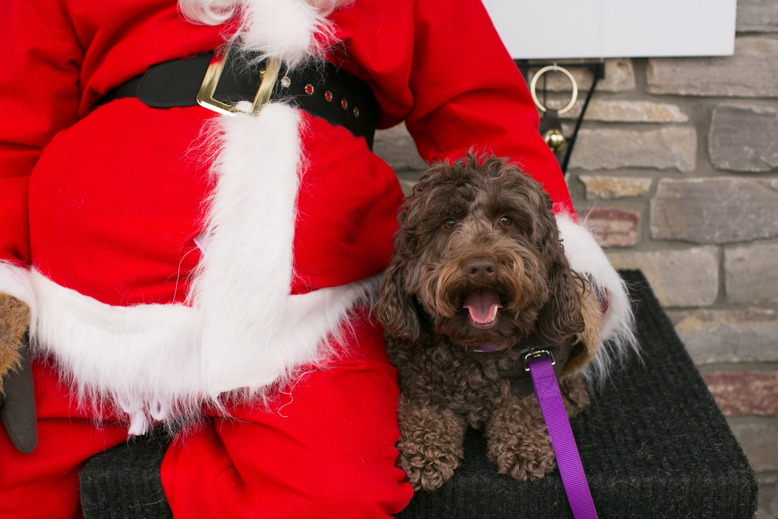 CanineAcademyDec2015-32.jpg
