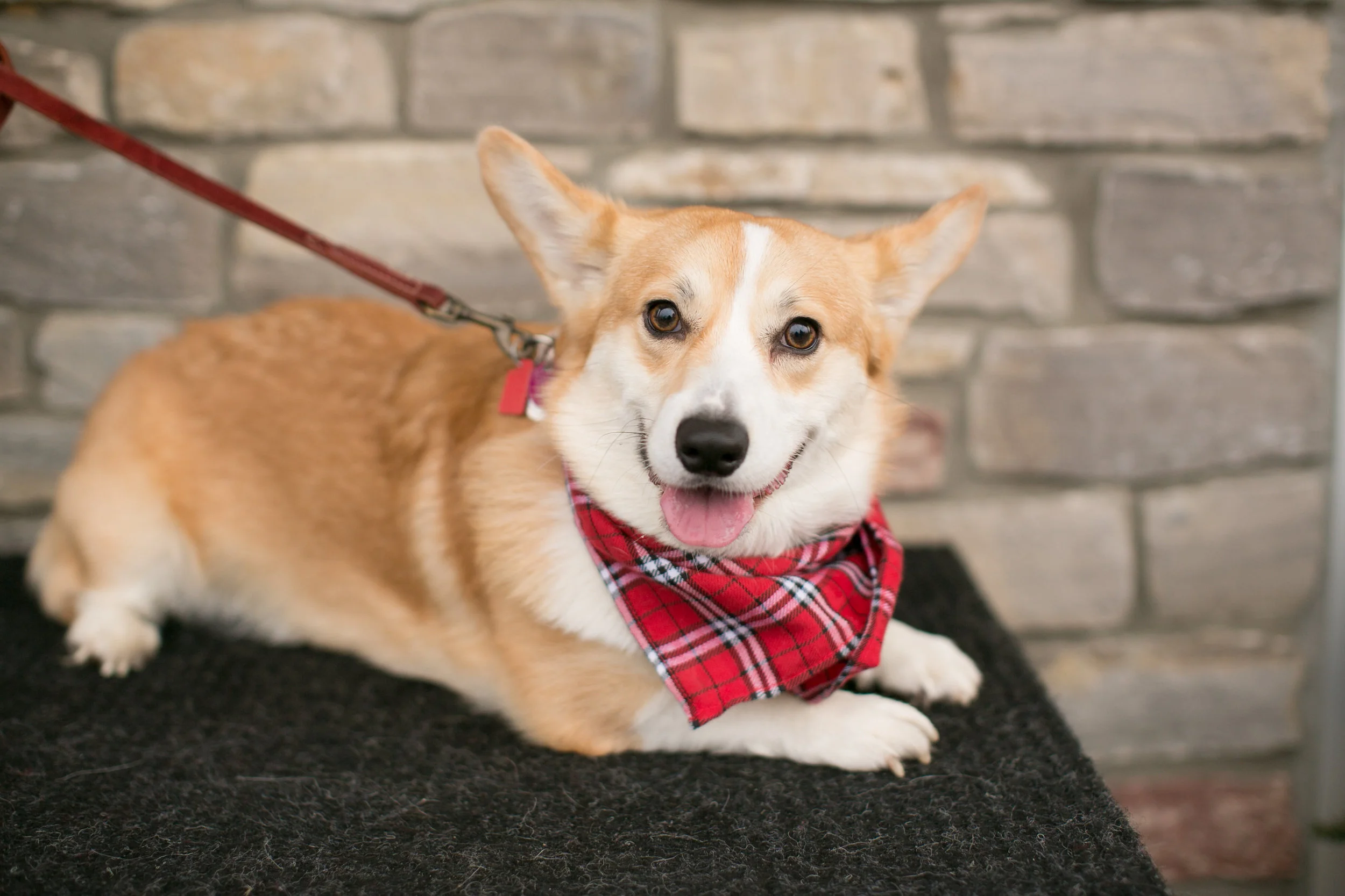 CanineAcademyDec2015-136.jpg
