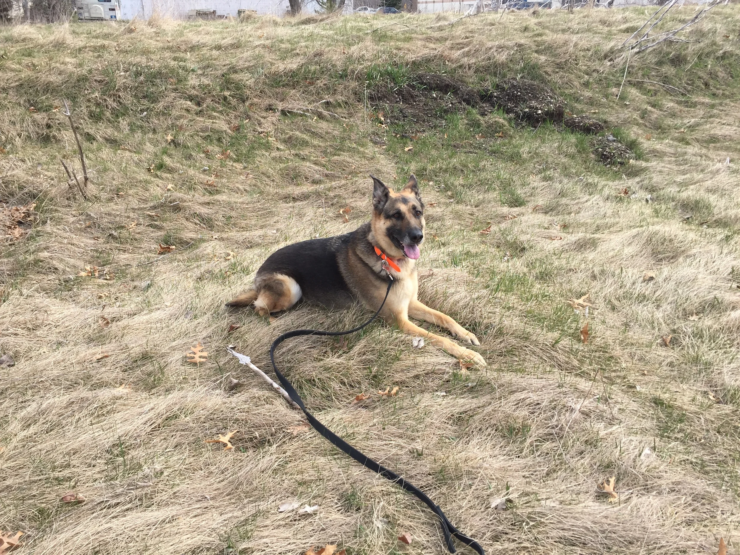 Bella.JPG