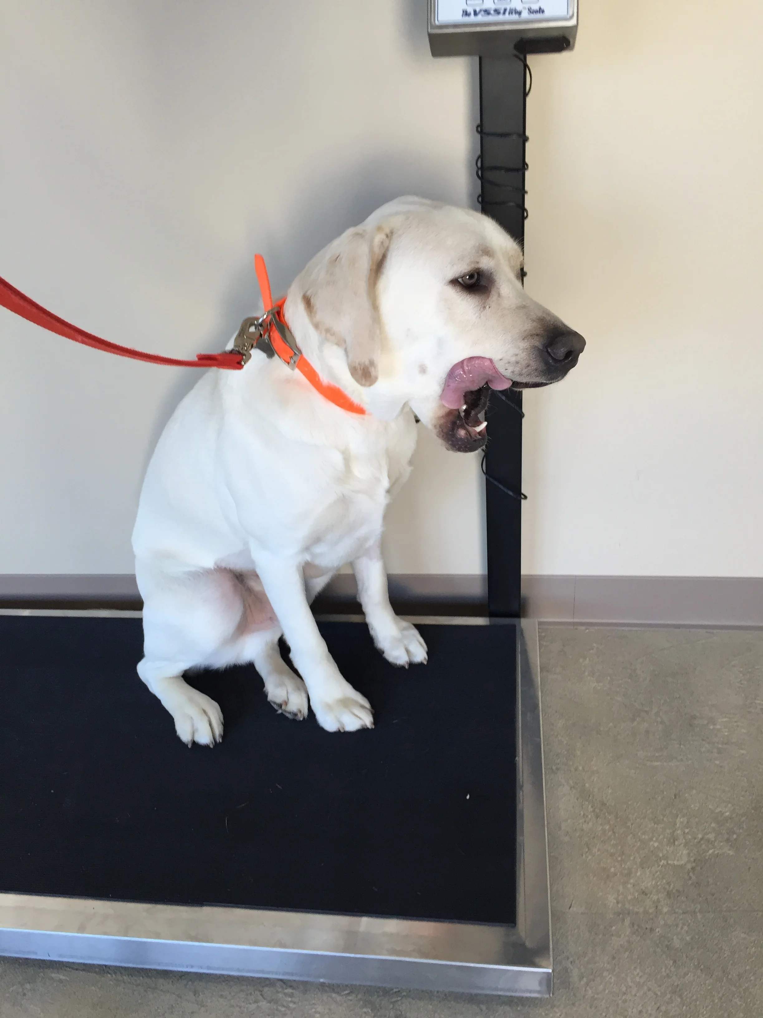 Murphy.JPG