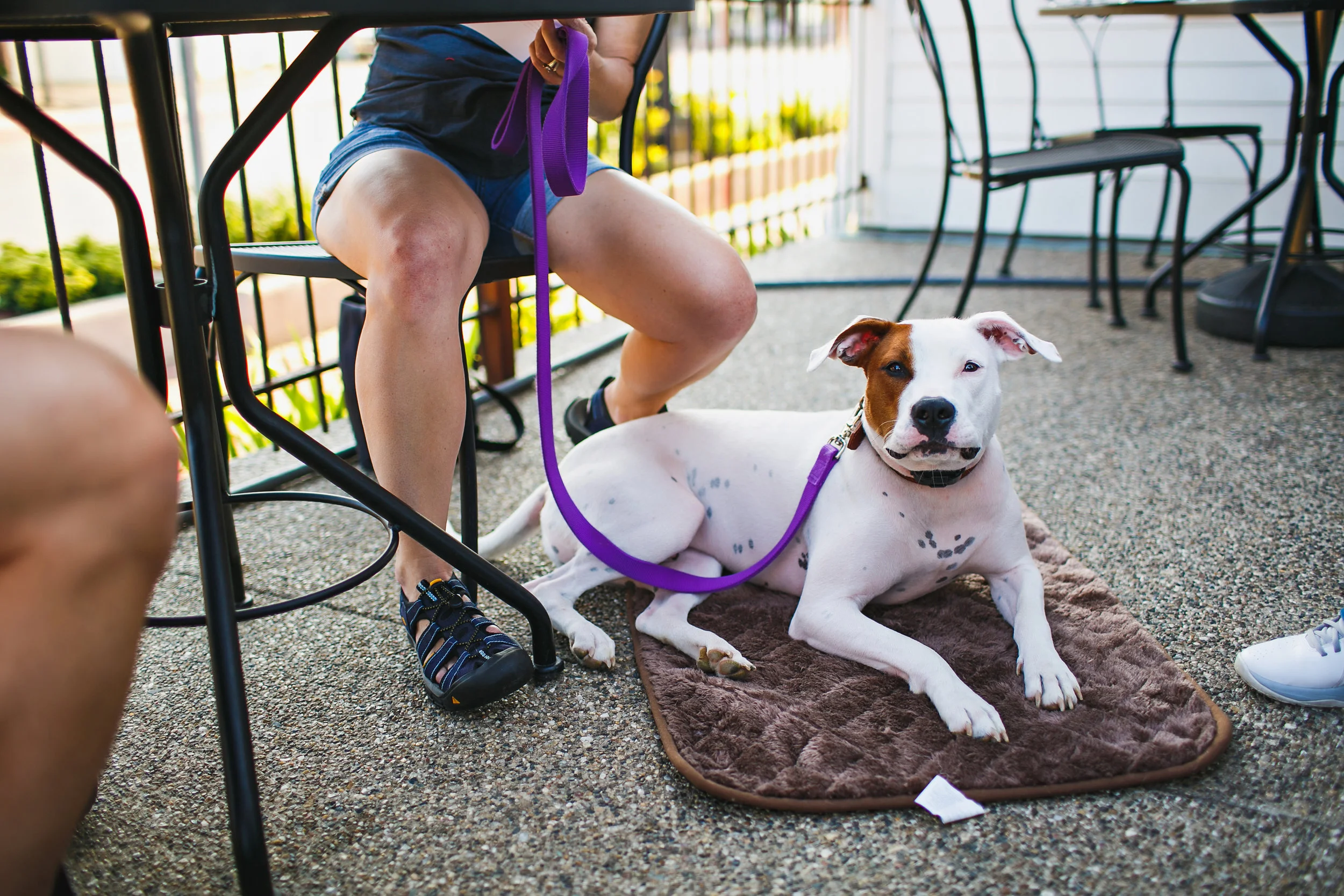 CanineAcademy-56.jpg