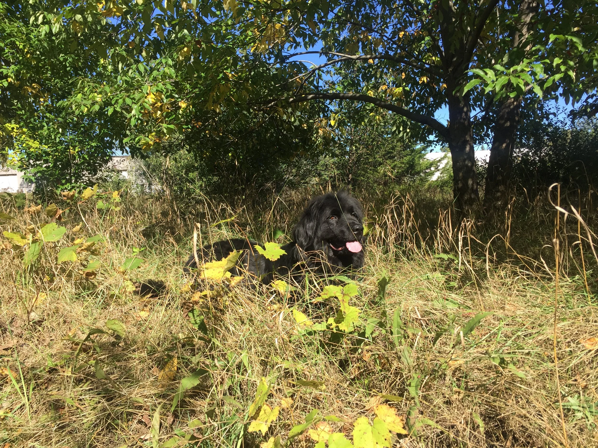 newfie1.JPG
