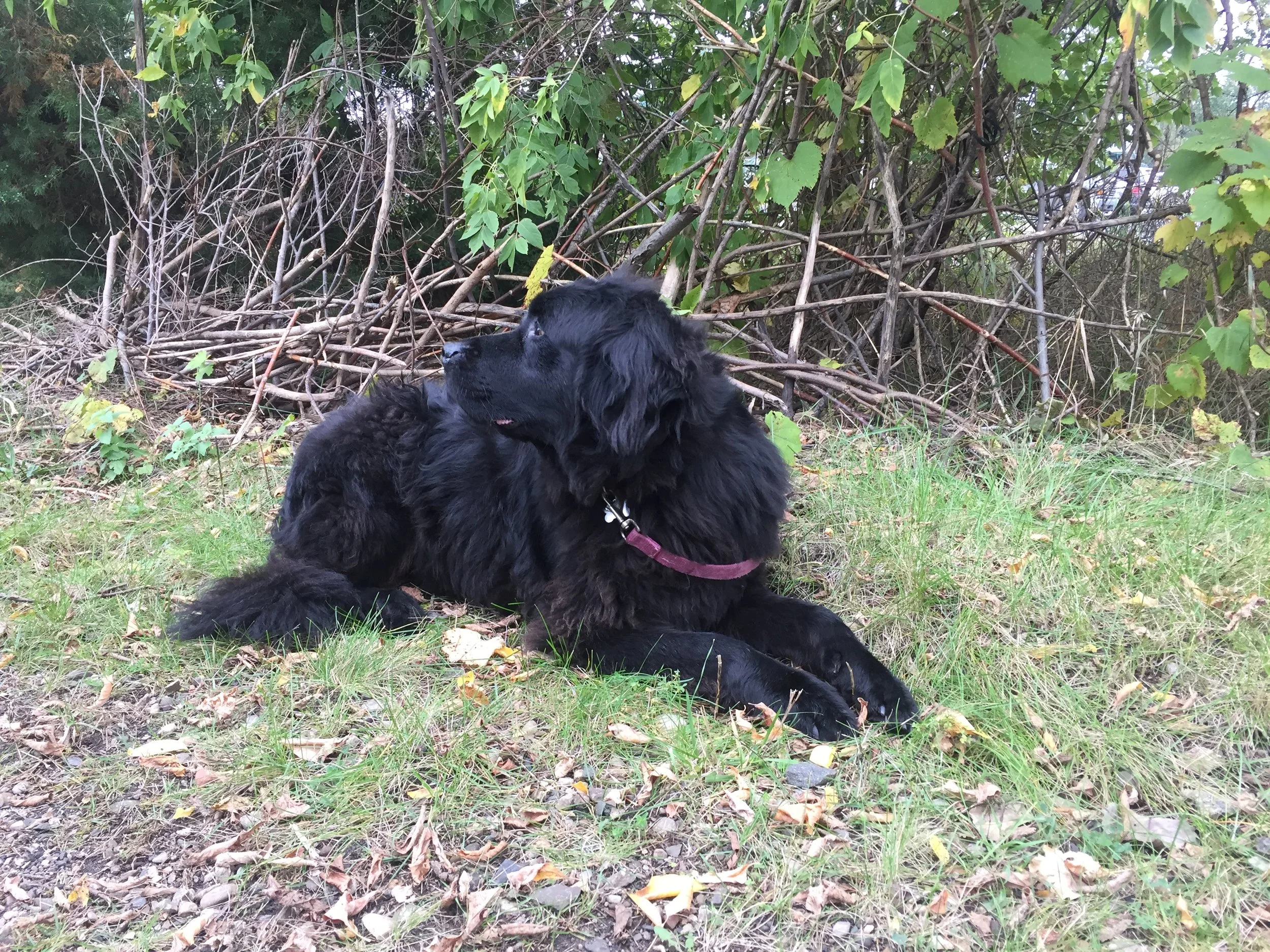 newfie2.JPG
