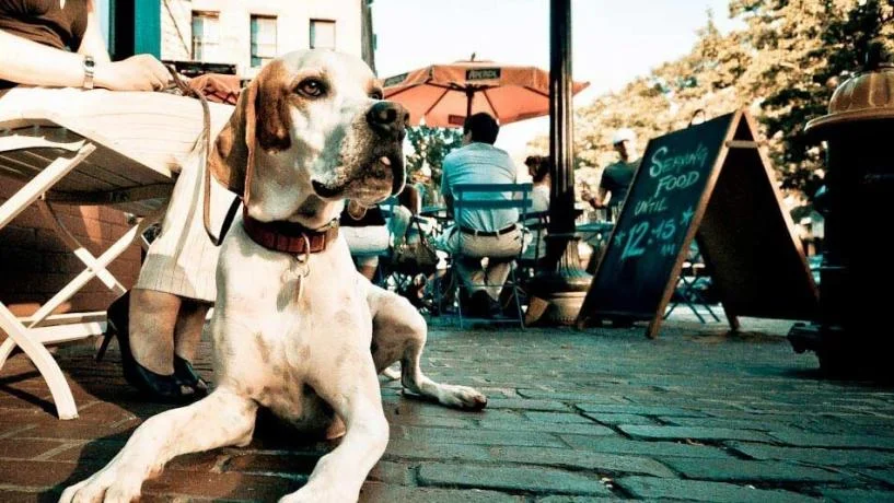 pups patio.jpg