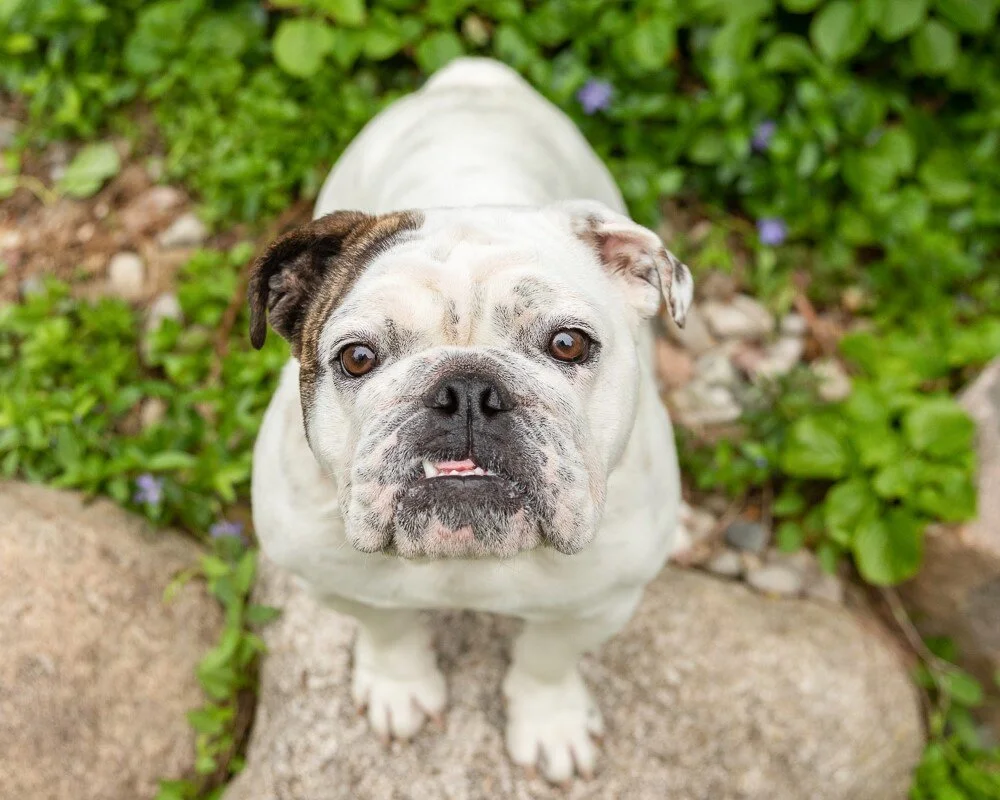 Testimonials Canine Academy