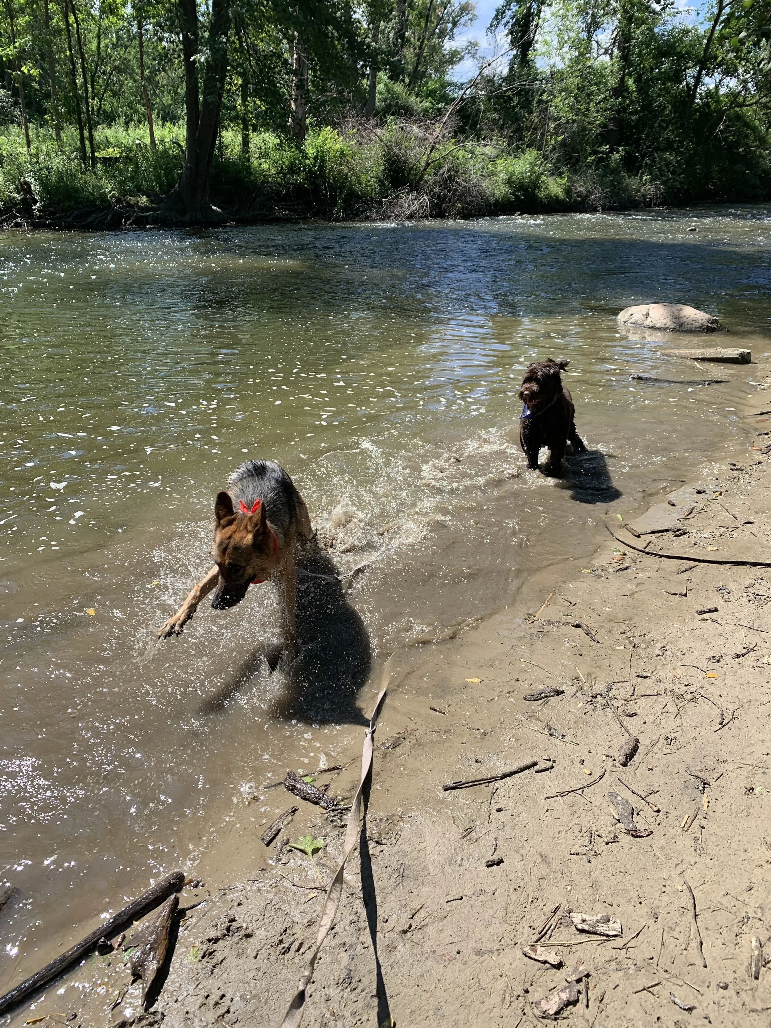 IMG_2966.jpeg