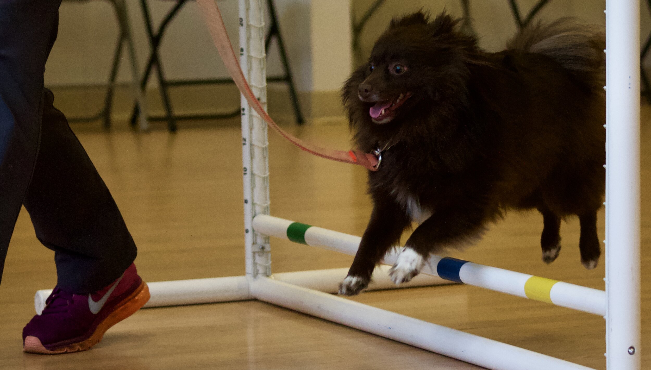 indoor agility 4.jpeg