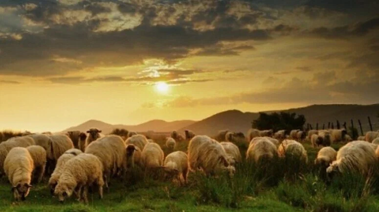 shepherding+the+flock+of+God.jpg