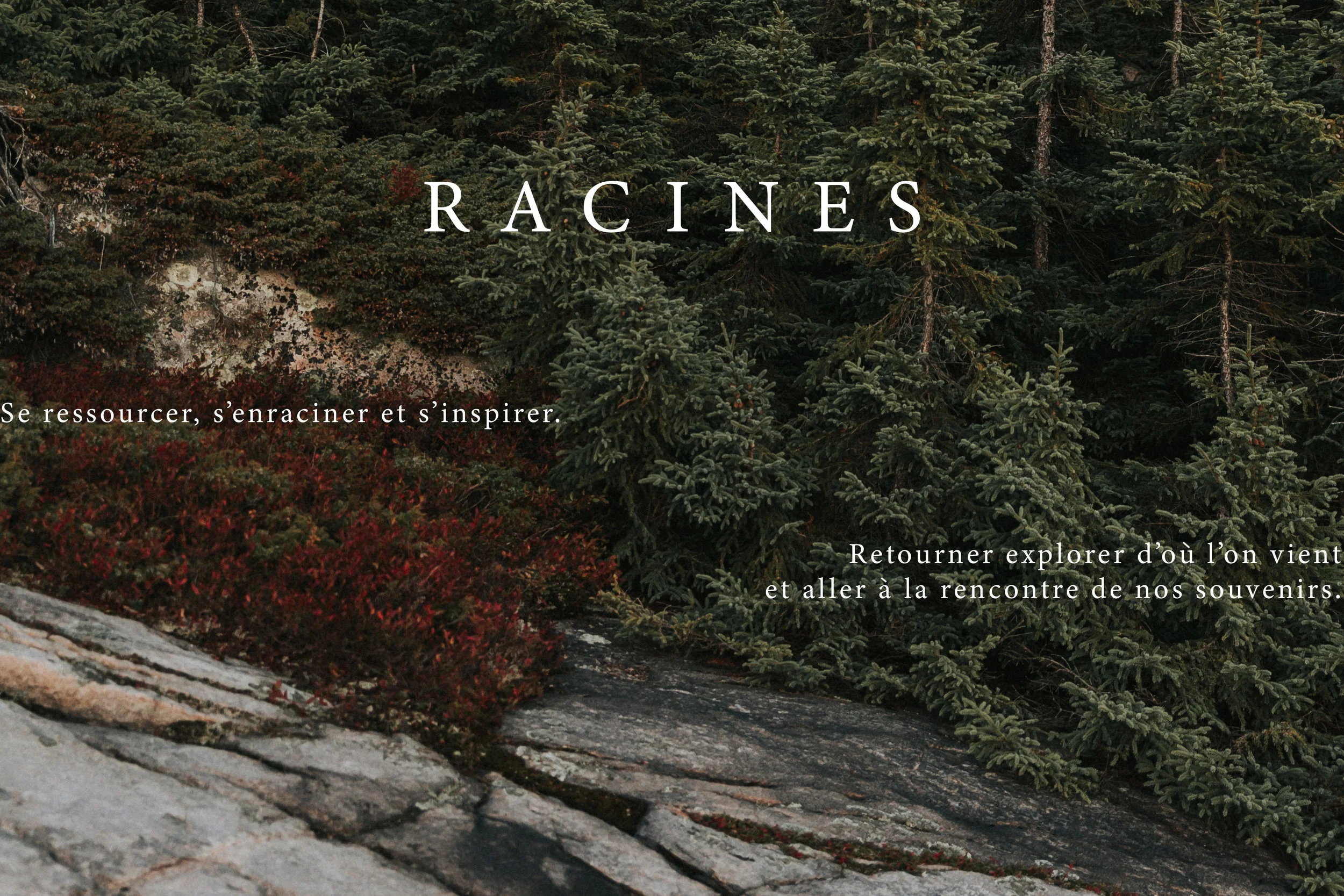 racines-1.jpg