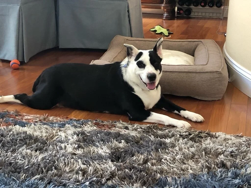Why In-Home Pet Sitting Is Better Than Boarding