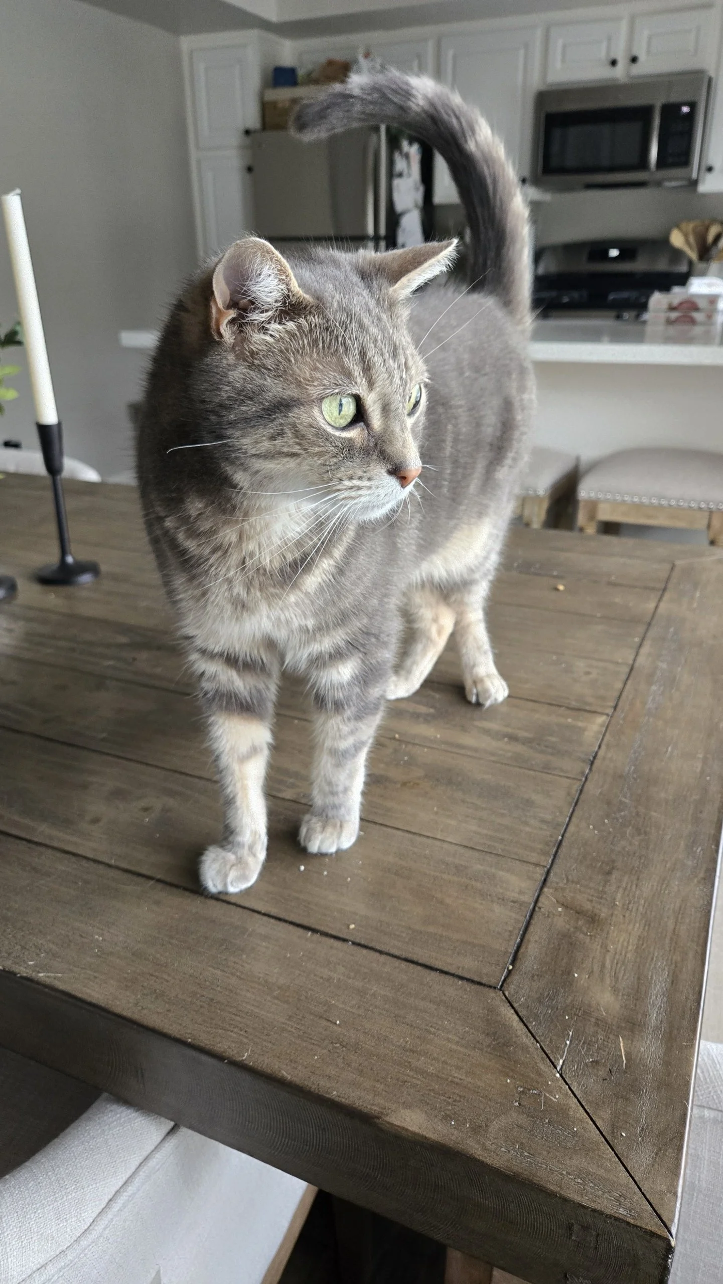 Tried and True Favorite Cat Treats