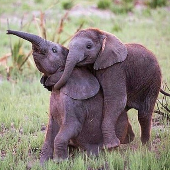 When I see them, I just want to hug them... I love them so much ! Their faces bring me a deep joy 💖🔮💖 #protectelephants #bekindwiththeelephants #savetheelephants #savewildlife #elephantslovers