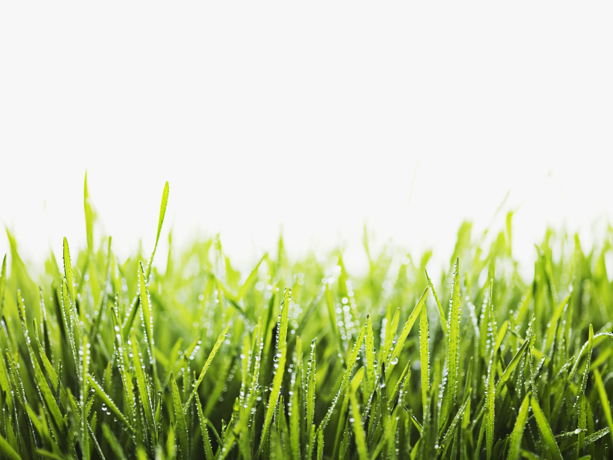 5 Spring Lawn Care Tips