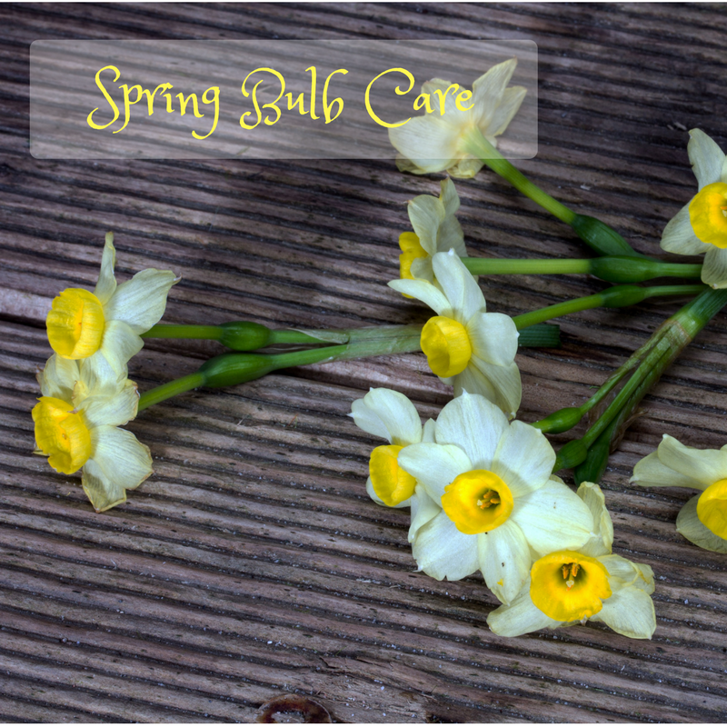 Spring Bulb Care