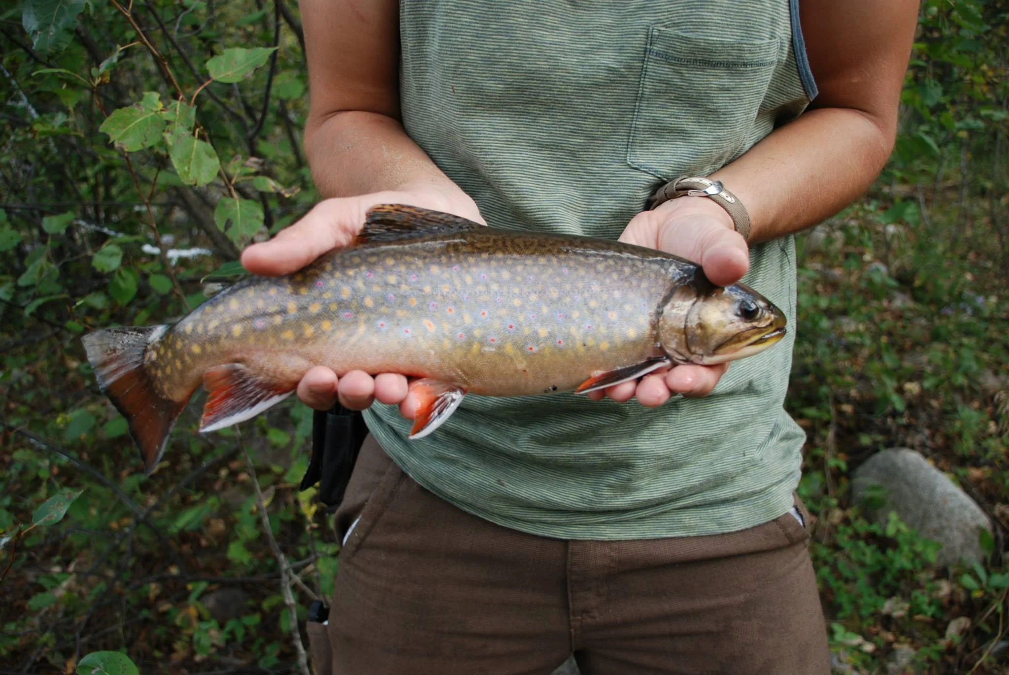 Fat brook trout live here in peculiarly fast moving sections