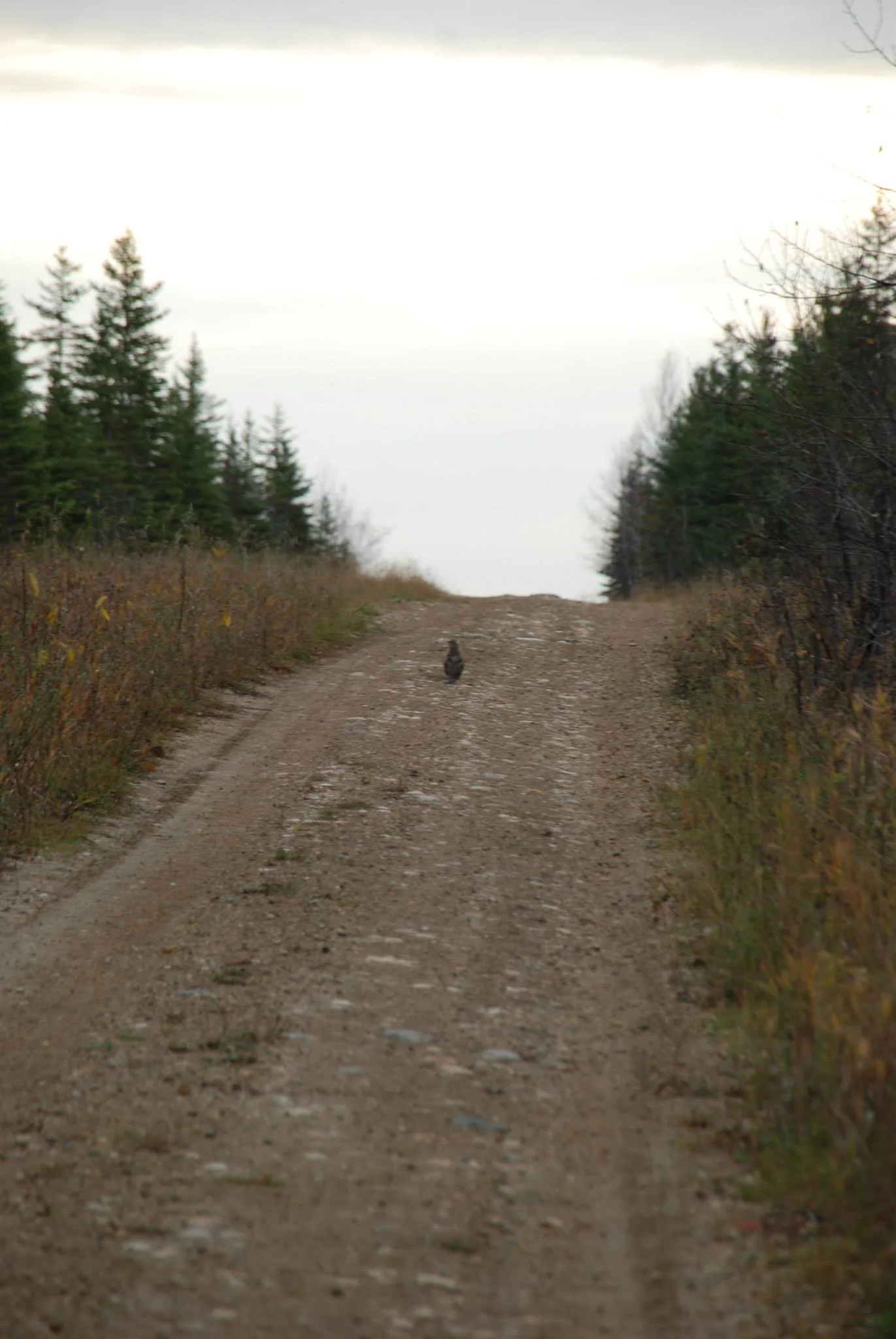 The grouse which the wolf was stalking before I rudely interrupted it. She stayed in that spot the entire time until Jean Paul went after it. How they are not extinct, I do not know. 