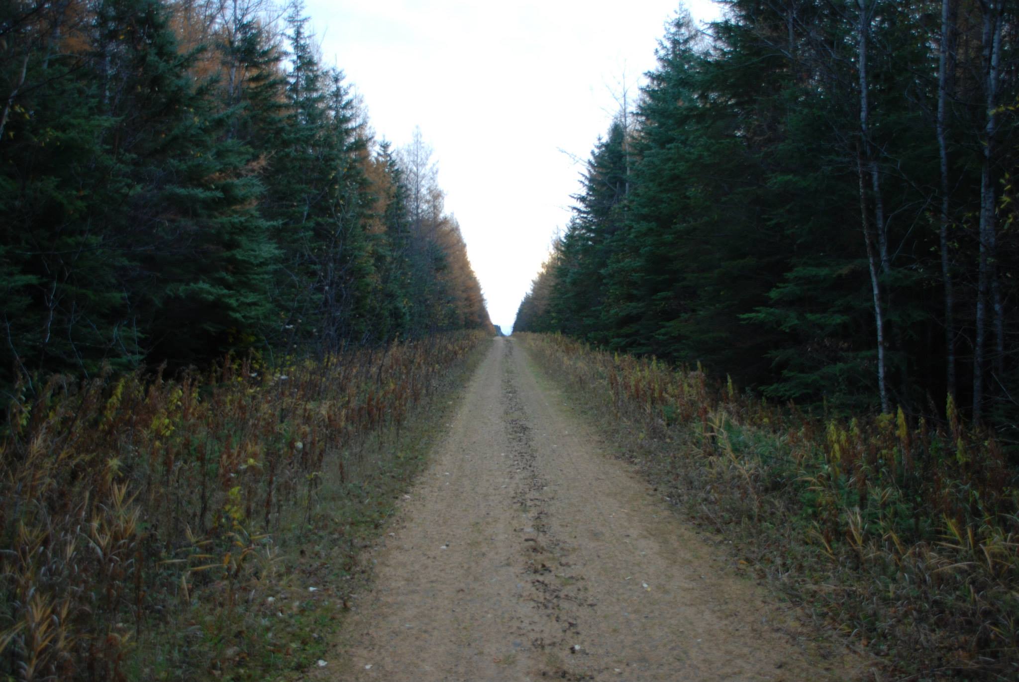 The next morning, I head back to the vehicle. This is the stretch of path where I see the first wolf...