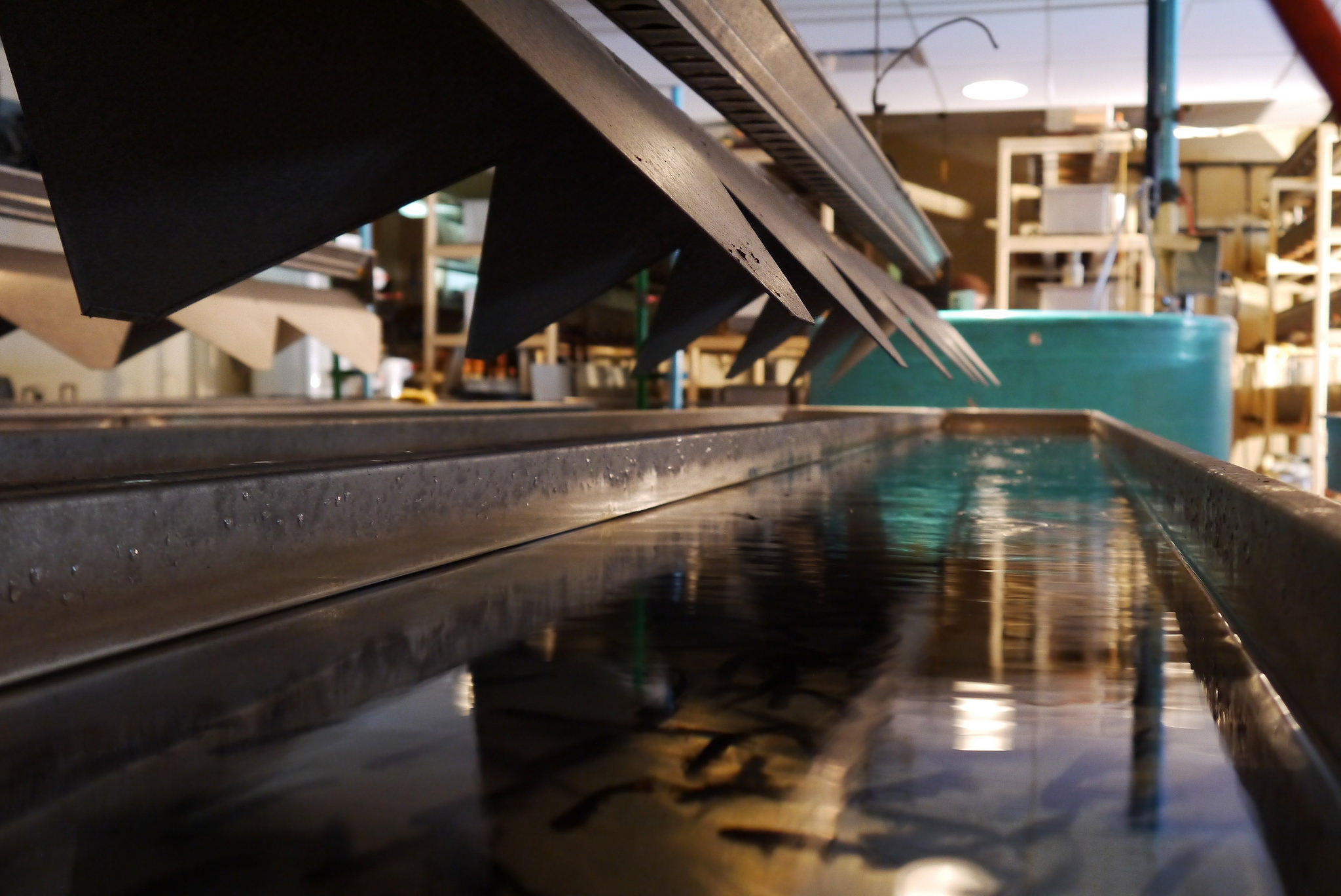 The Fort Qu'Appelle Fish Culture Station raises and distributes approximately 500,000 fingerlings of exotic trout species annually. 