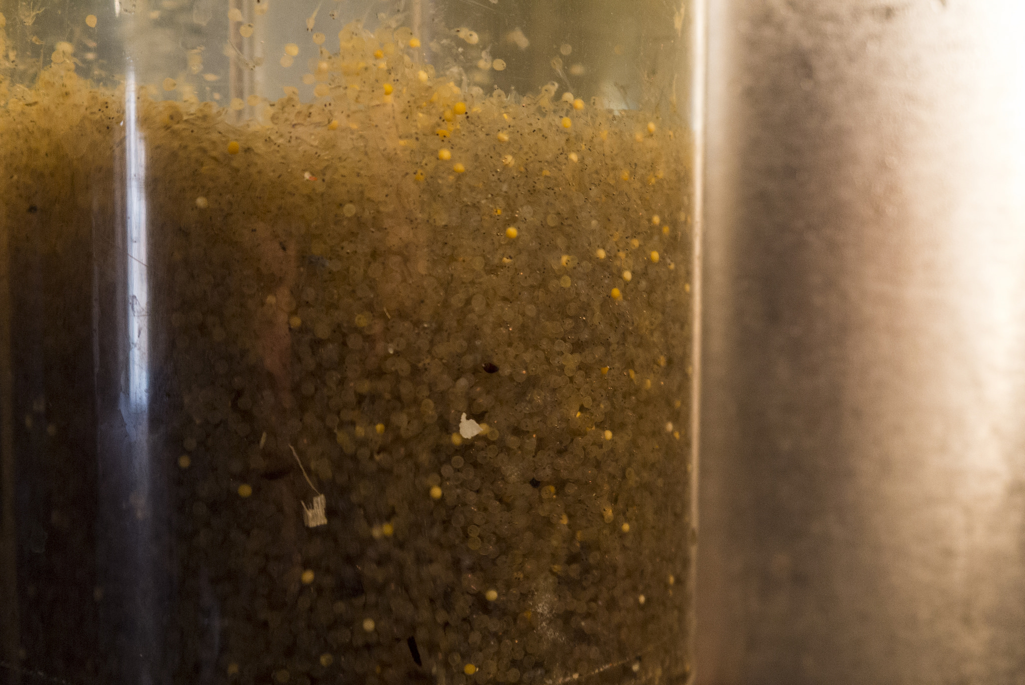 A continuous jet of water keeps the walleye eggs in movement. The eggs are in different stages, with some embryos still developing eyes, and some fry swimming freely. 