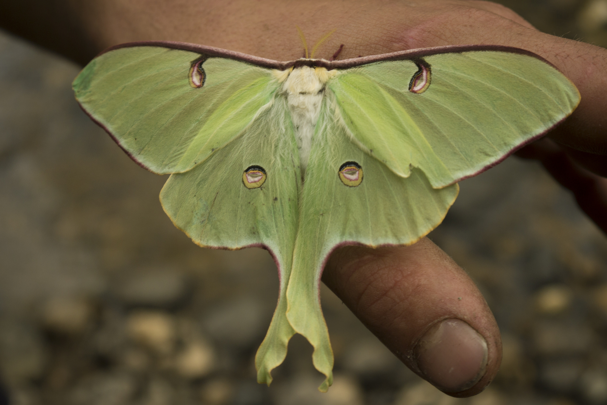 Luna Moth