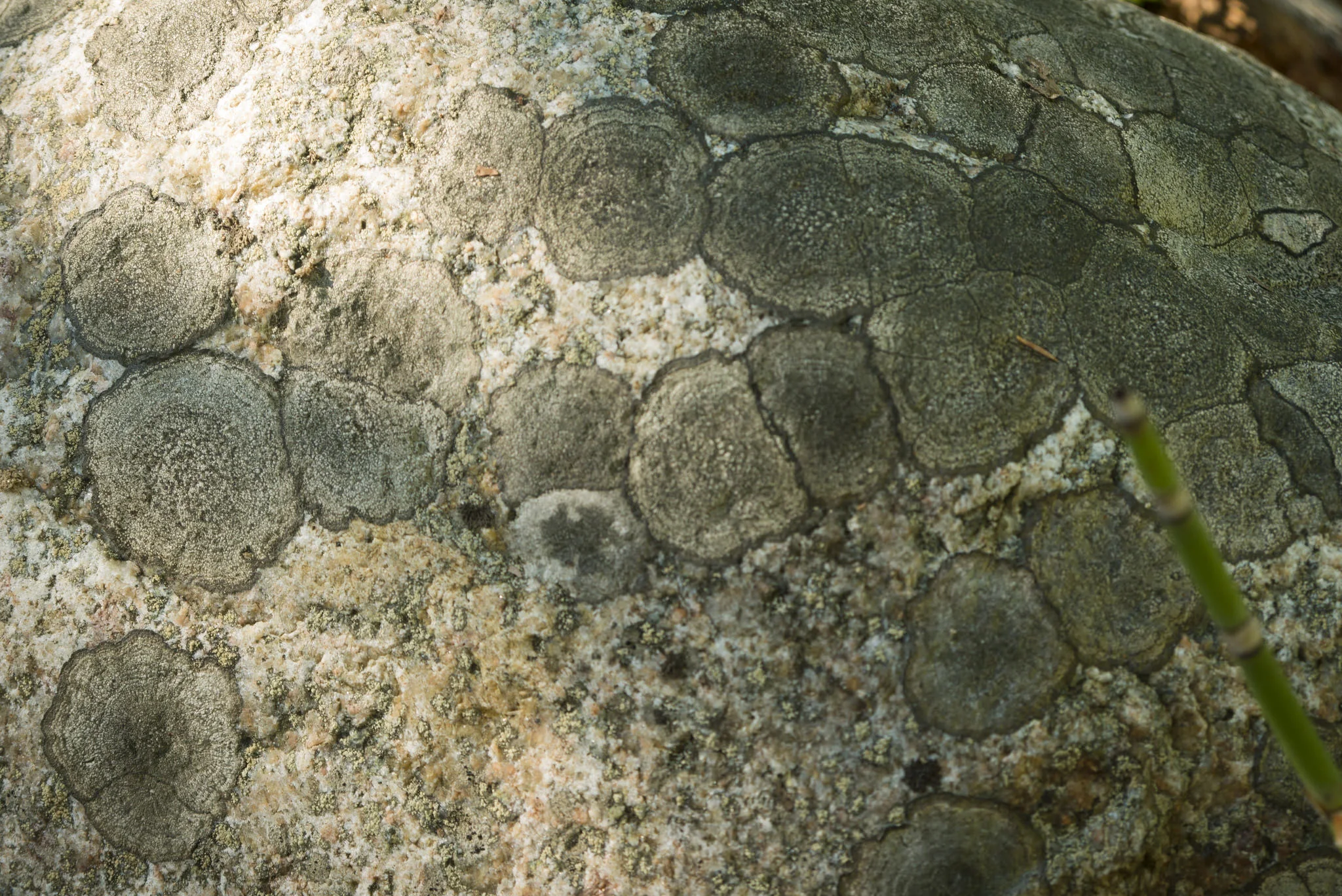 Peculiar lichen patterns on a rock