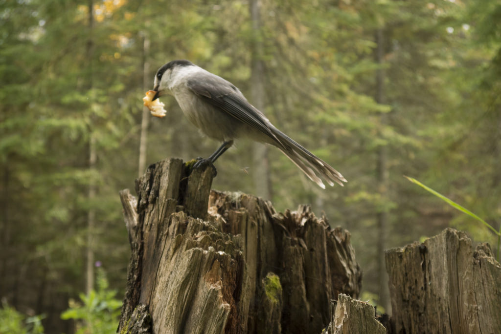 Waking up to the friendly (read: greedy) whiskey jacks at Parr Hill Lake.