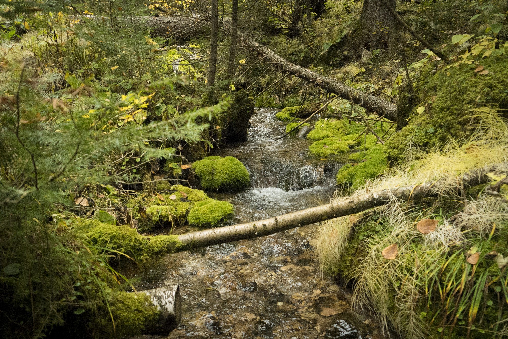 Picking up crystal-clear drinking water from a short spring-fed stream.