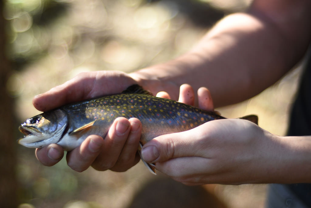Ending nearly four months of bad luck, catching my first trout since May.