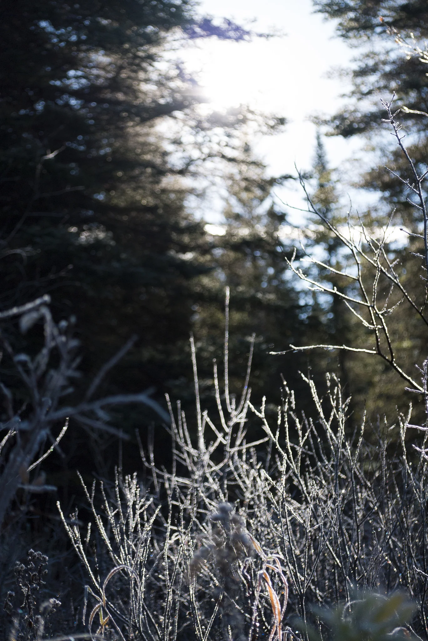 Waking up to frost and ice