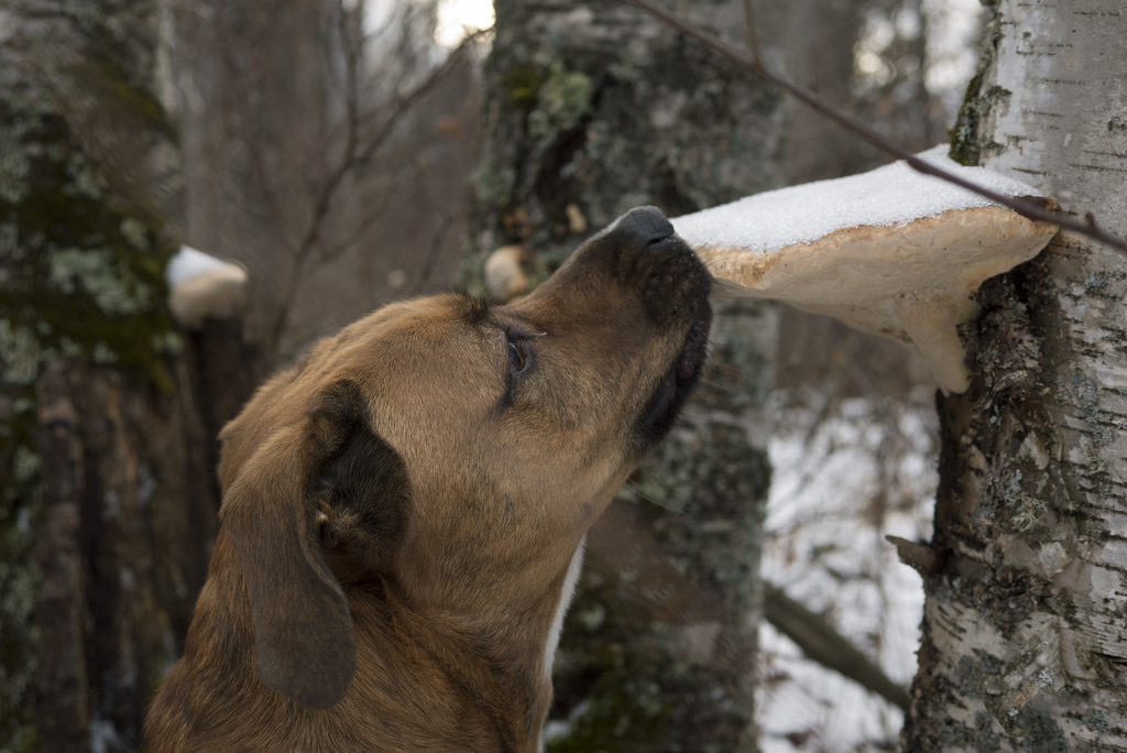Jean-Paul inspecting a 'dismal' mushroom.