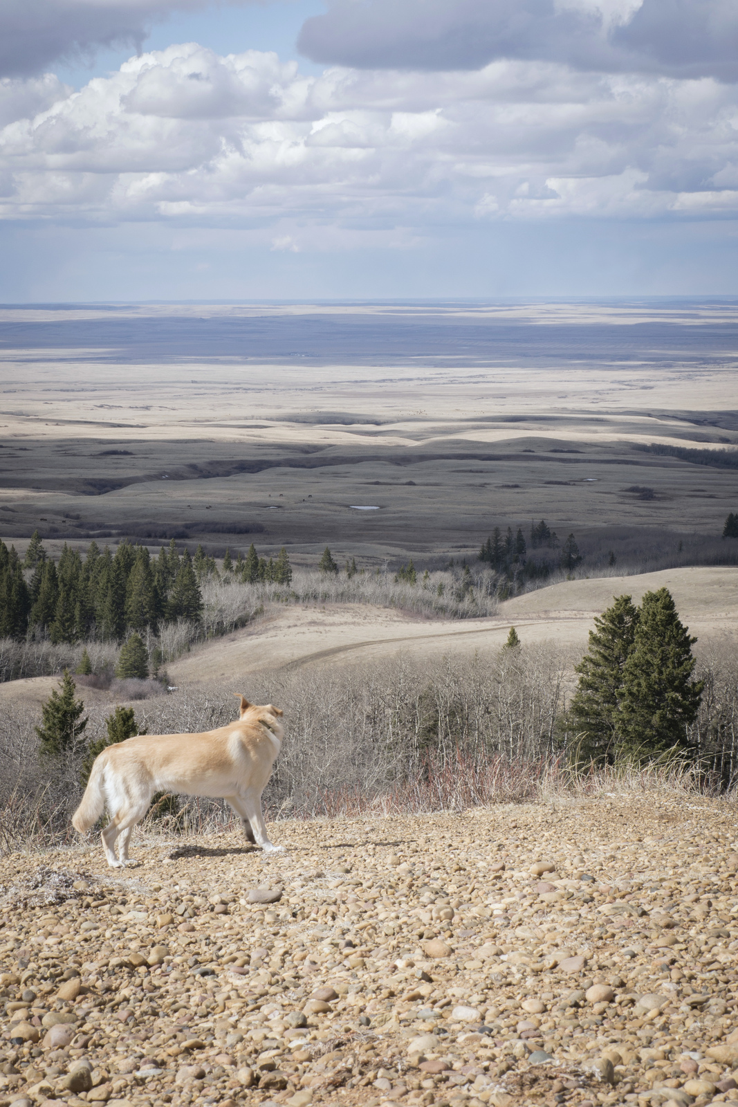 Standing on the peak of Bald Butte, observing the transition point of the Cypress uplands and the mixed grasslands below.