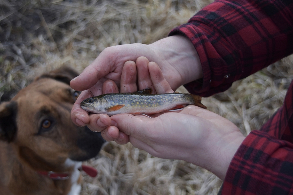 The brook trout are plentiful, but small in a stream where they over-reproduce and out-compete each other for food.