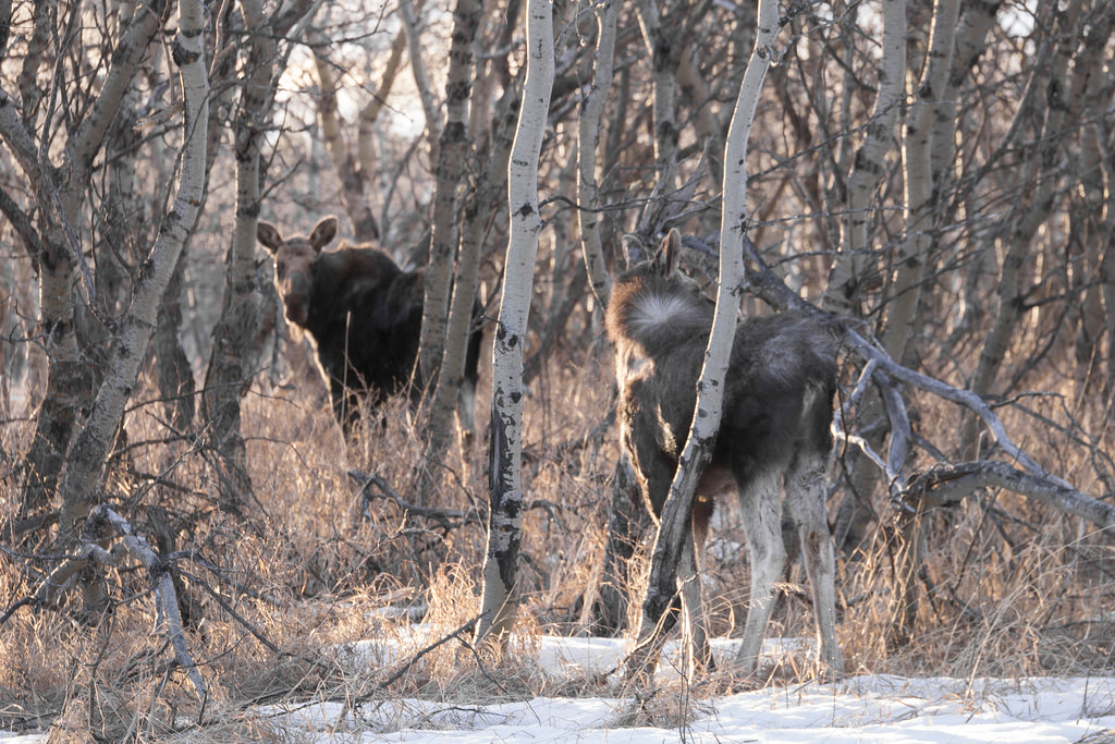 Moose are losing their winter fur and grazing on pines.