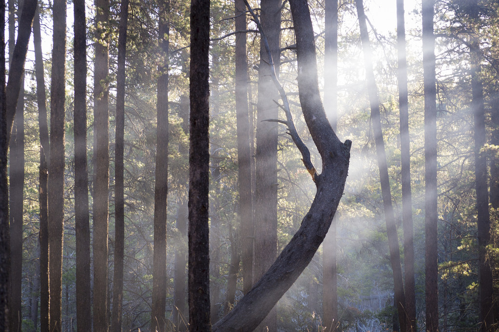 "Angel's Harp."