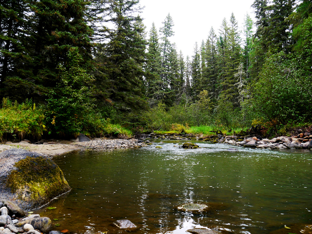 Shaded pools of cold flowing water are the preferred habitat of stream-run brook trout.