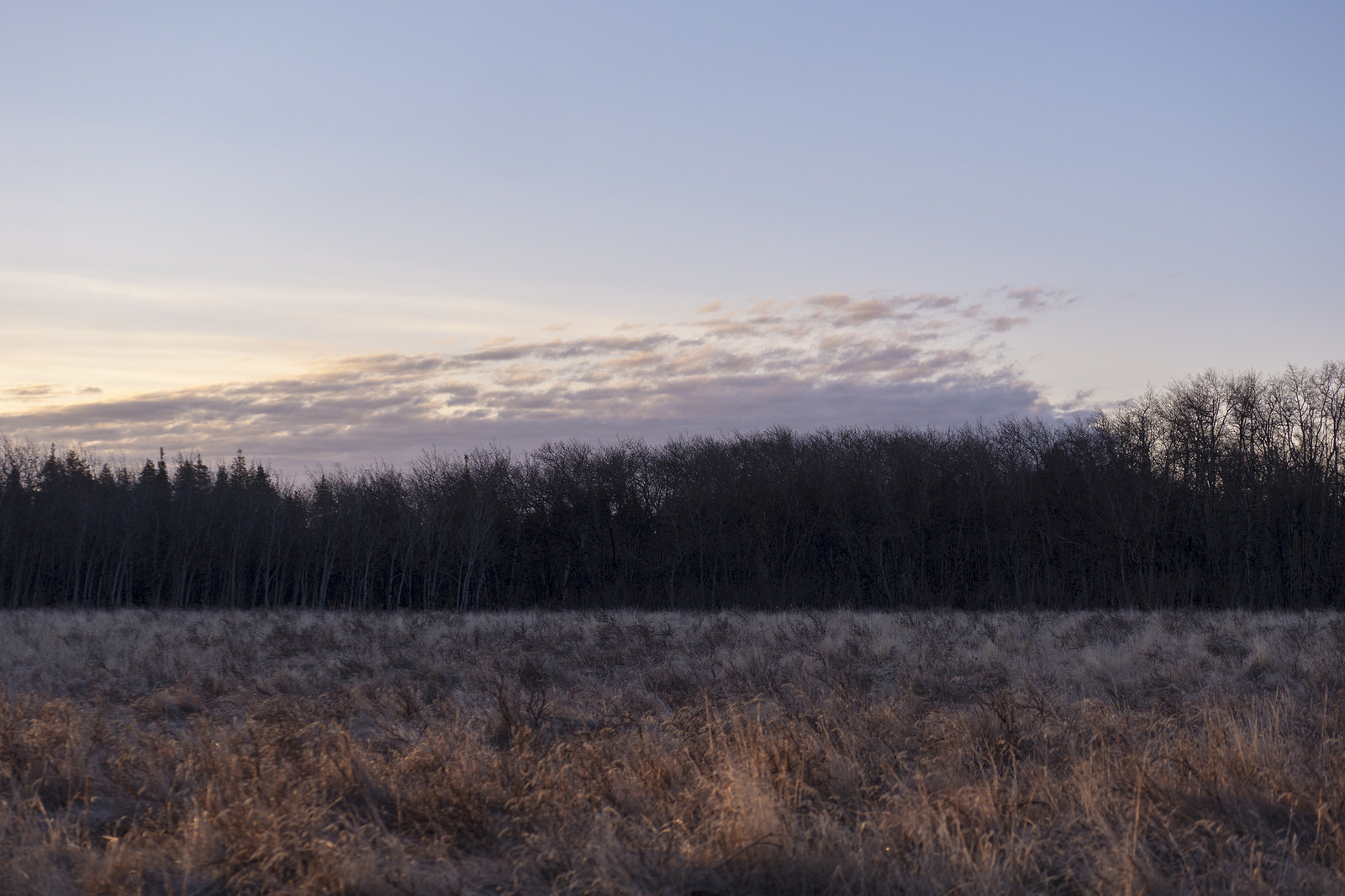 The Cypress Hills' plateaus are topped with meadows and native fescue grasslands.