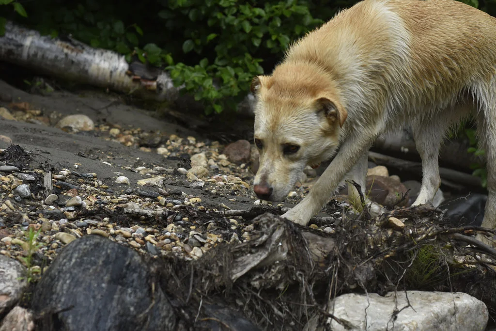 Wet dog - not that it needed to be captioned.