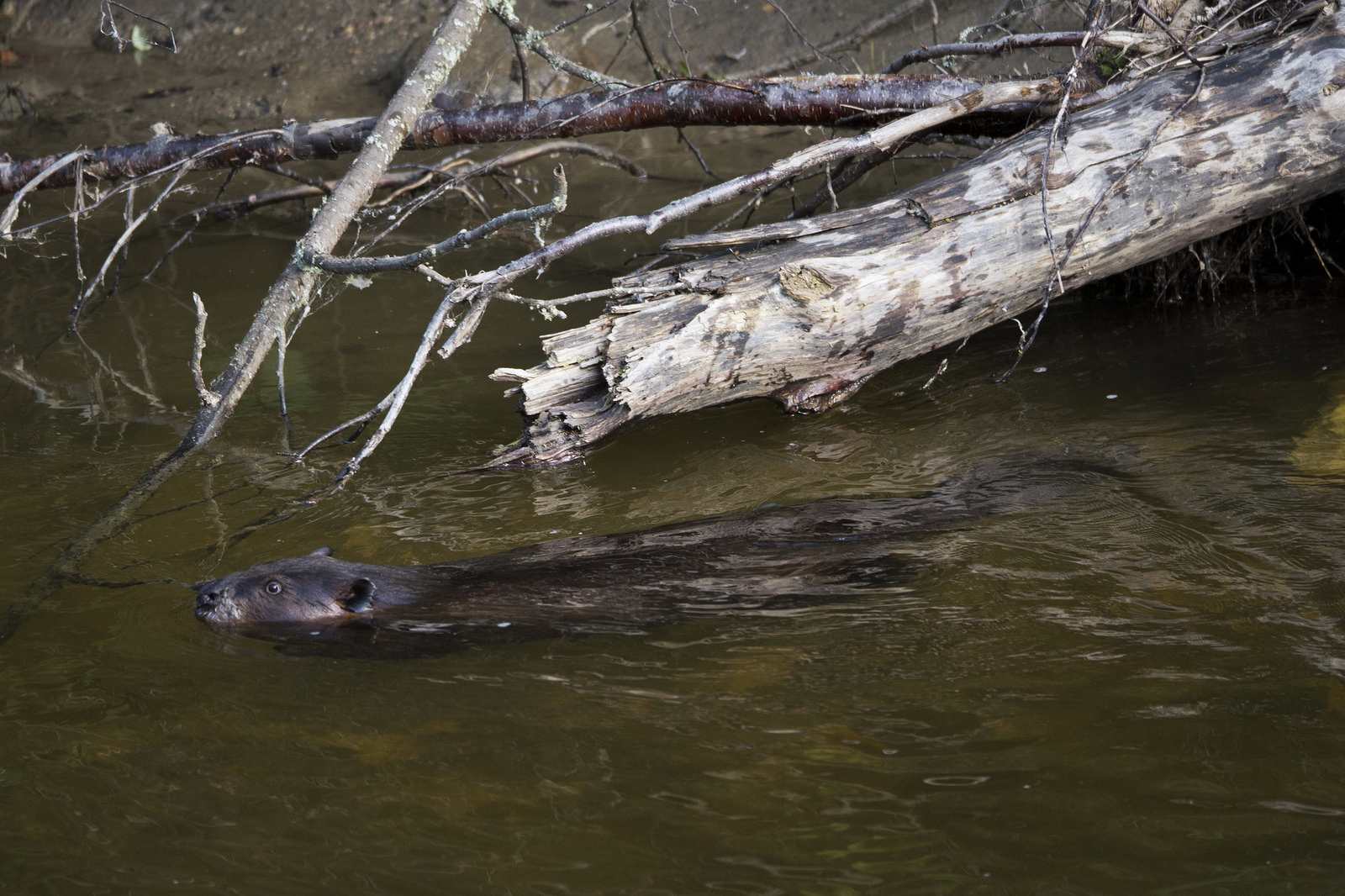 Not a rock, but actually a beaver.