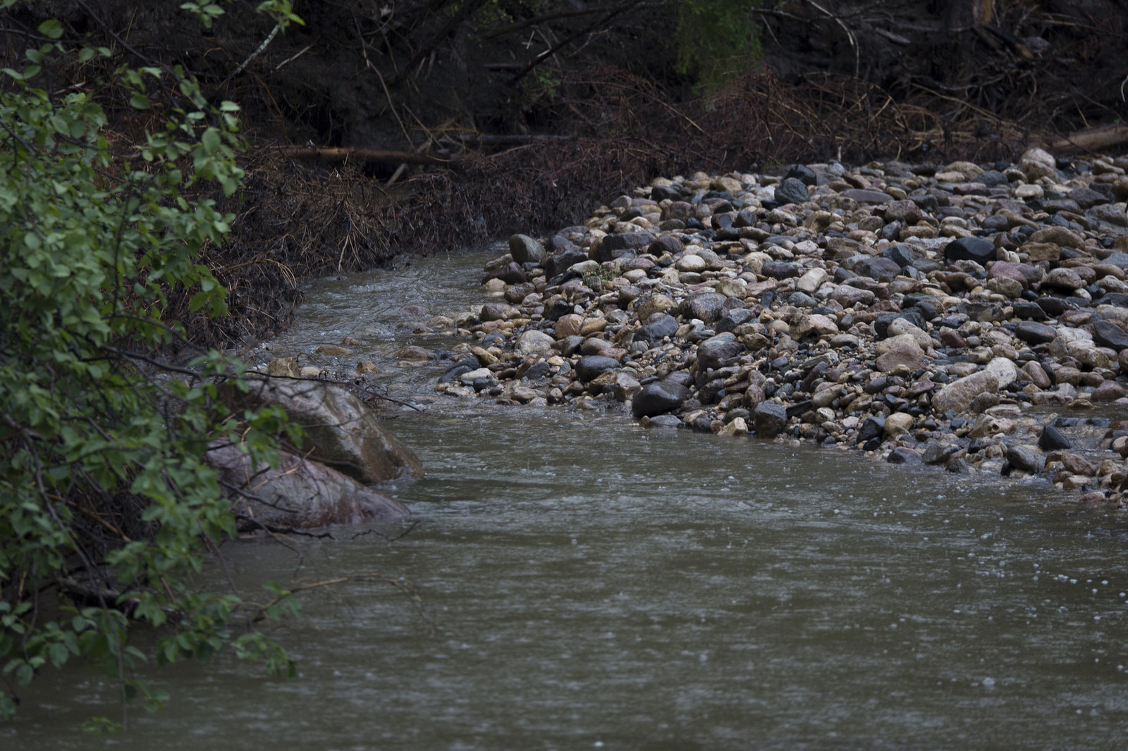 By evening, the river has risen by a few inches and lost its clarity.