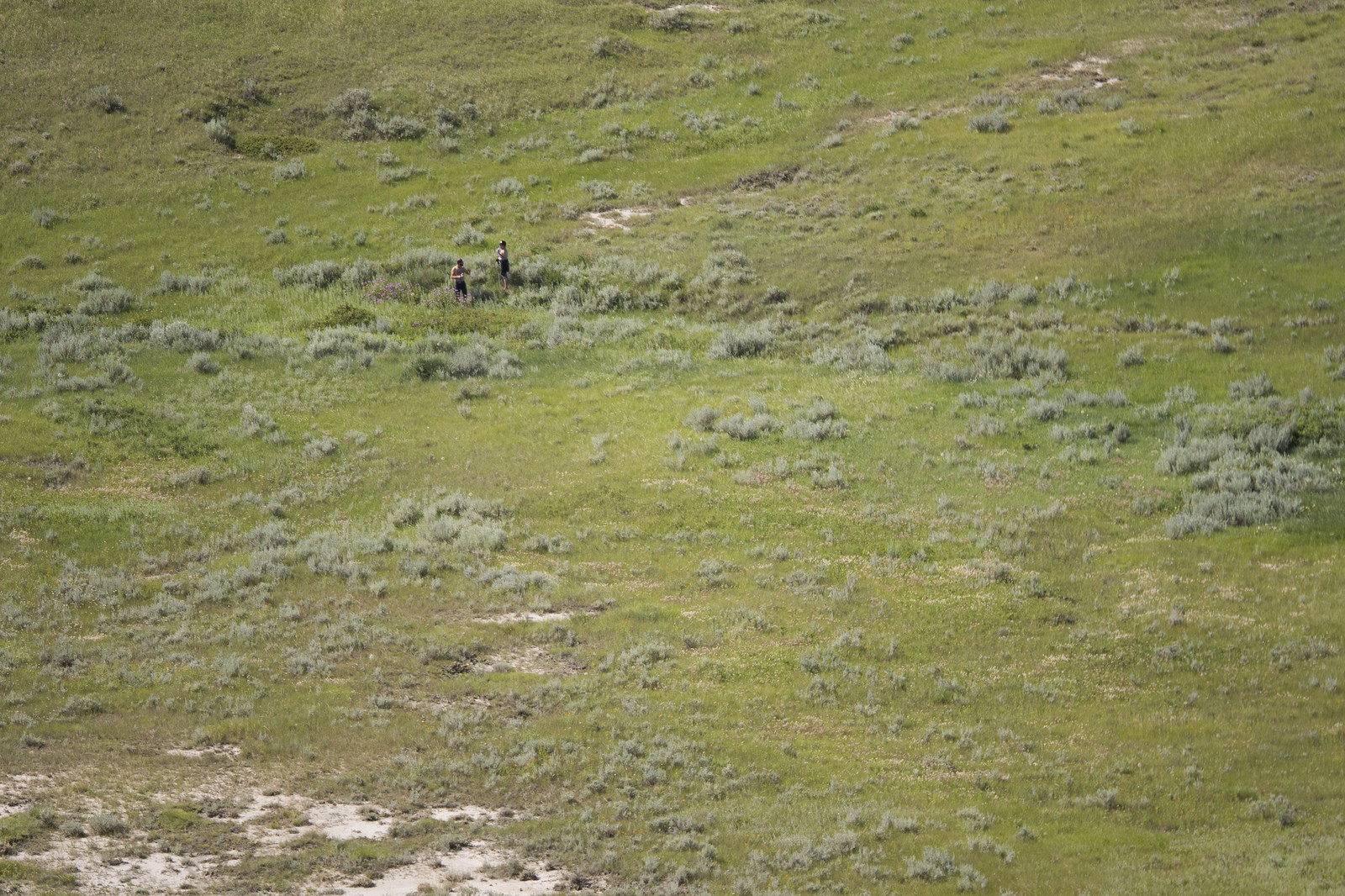 A couple wandering through the grass.