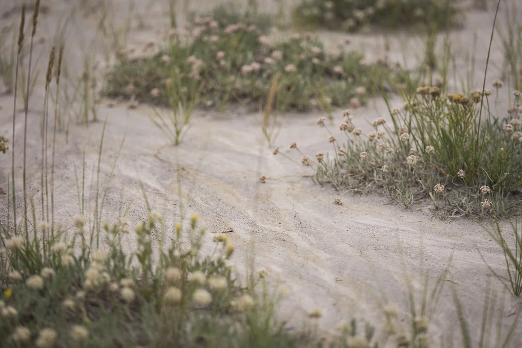 Patches of smooth, packed sand near the foot of eroded hillsides.