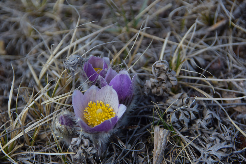 Prairie Crocus