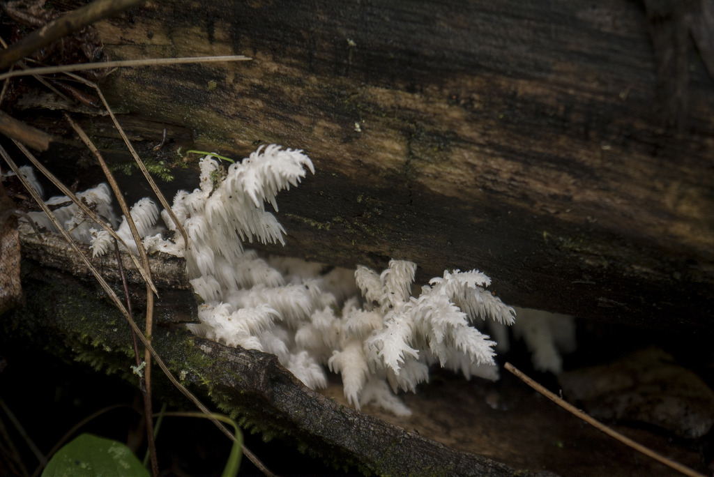 Coral Tooth Fungus - Hericium Corraloides 