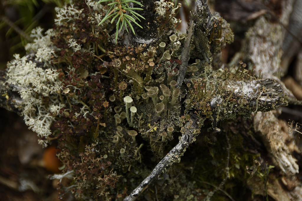 Pixie-cups and Cladonias