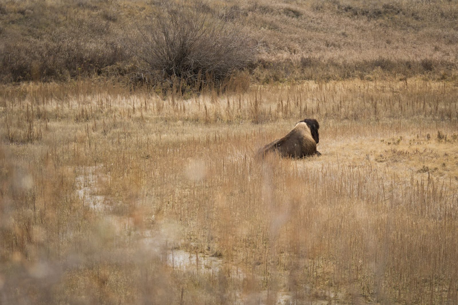 Resting Plains Bison