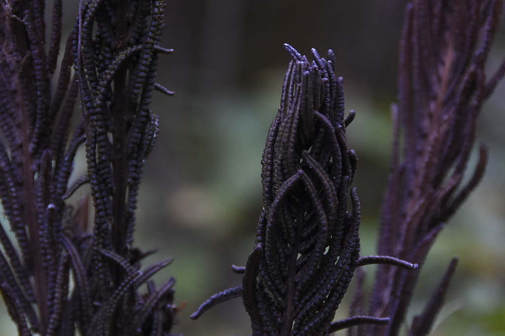 Ostrich Fern, fertile fronds