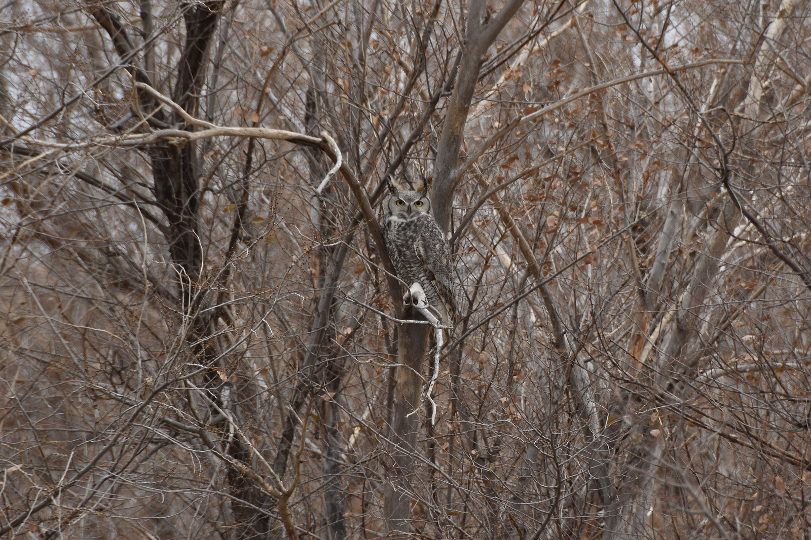 Great-horned Owl