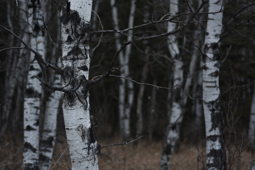 Trembling Aspen